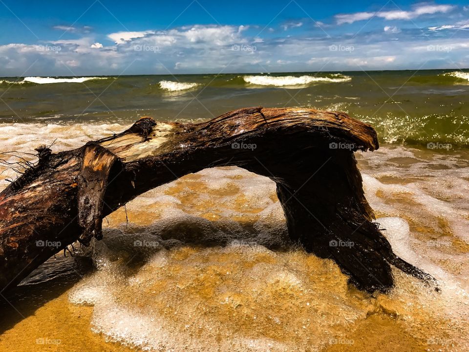 Driftwood