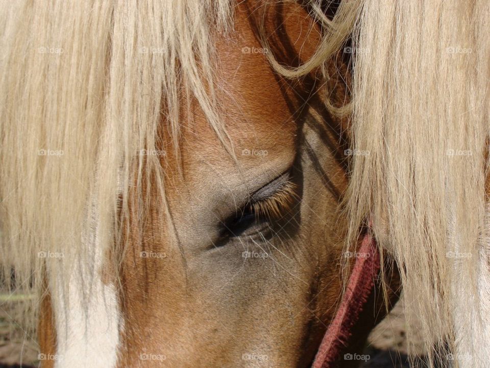 Hors