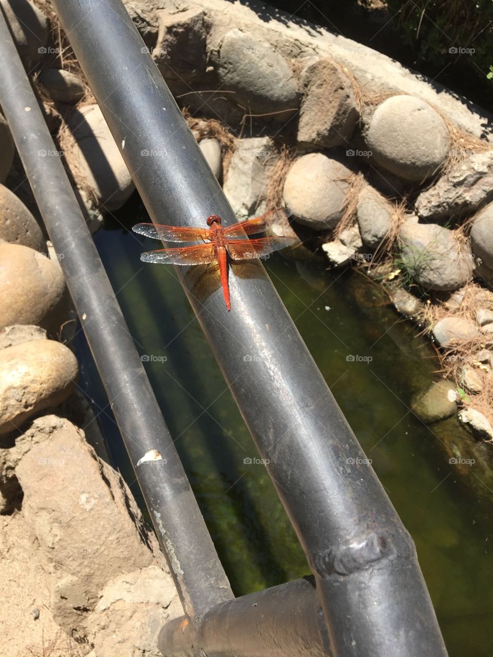 Red Dragonfly on a handrail 