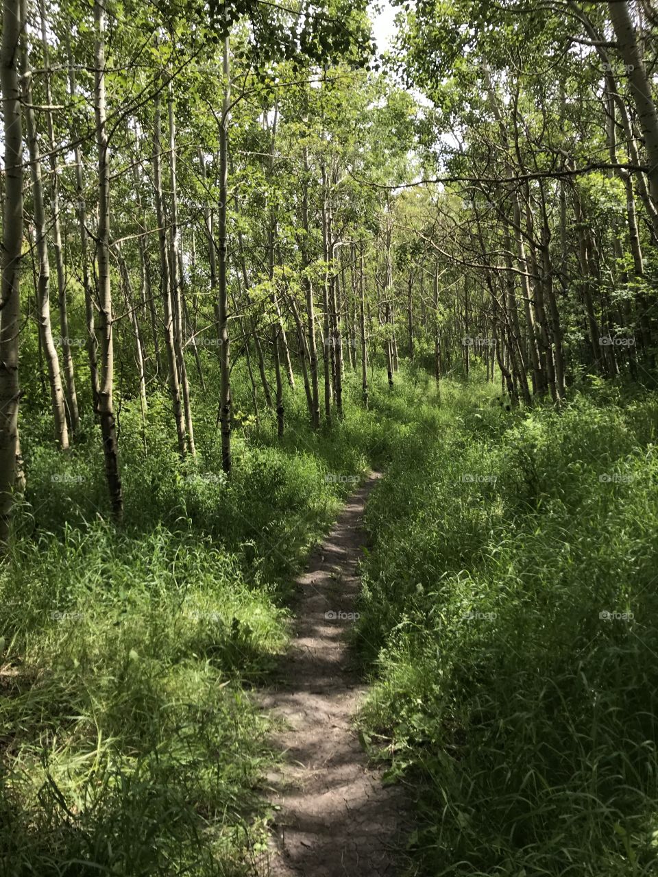 Path in the forest 