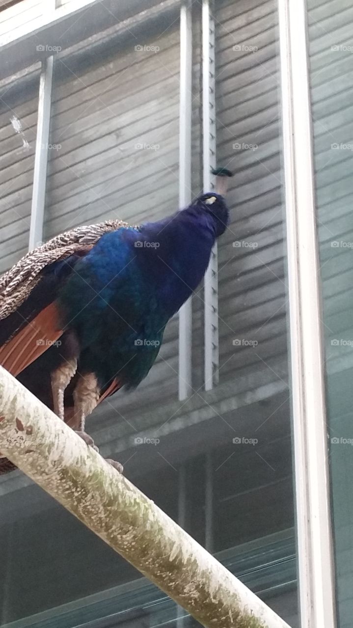 Peacock suspended in building