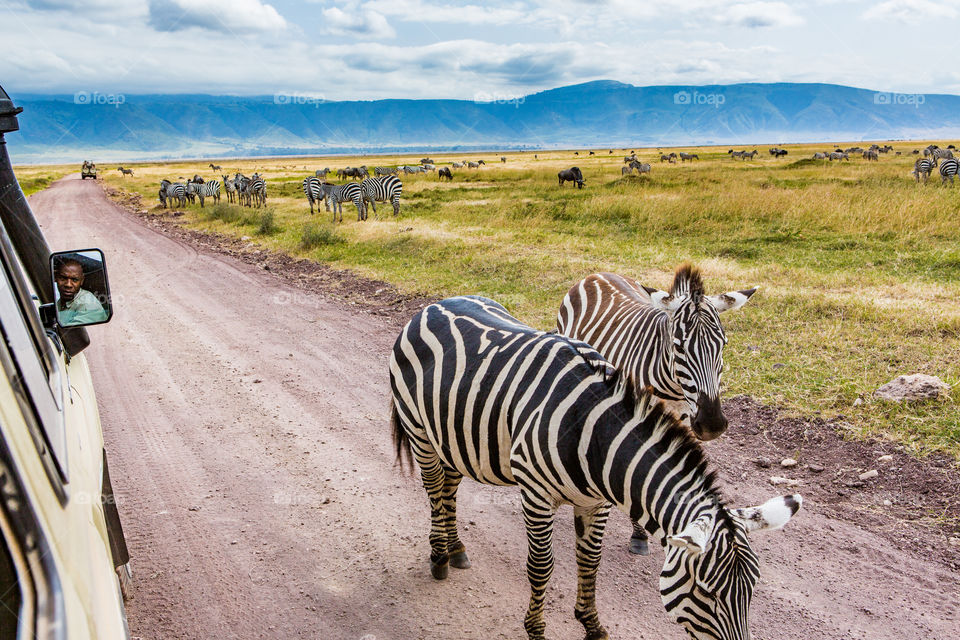 Encountering zebras in the Ngorongoro Crater whilst on safari in Tanzania.