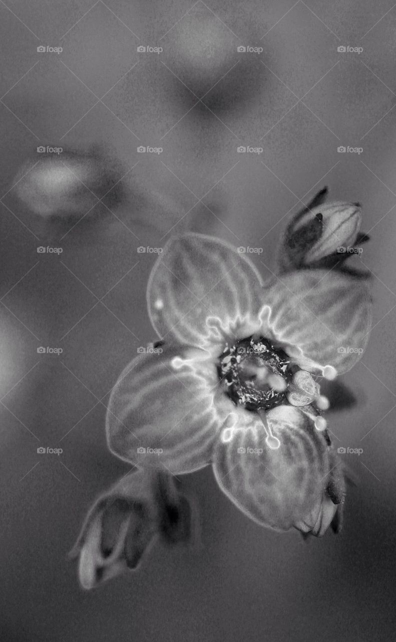 Black and white saxifrage