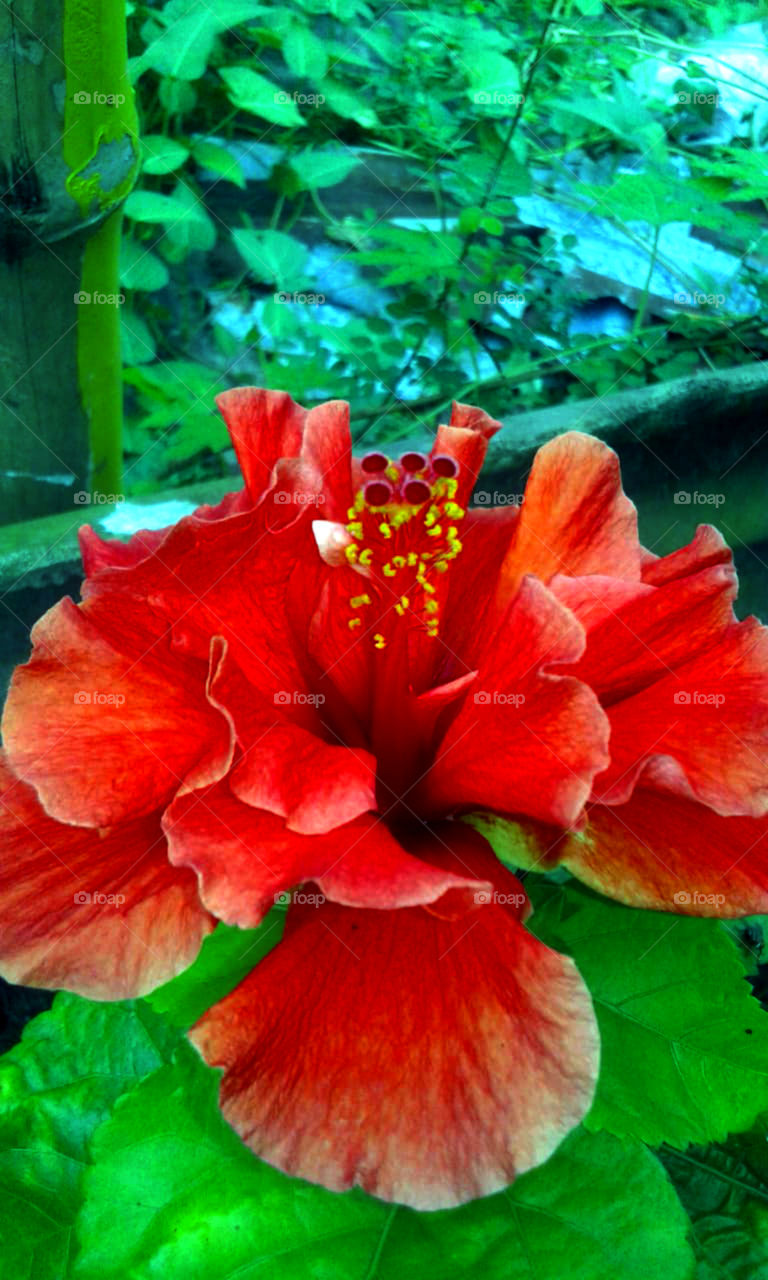 Hibiscus flower.