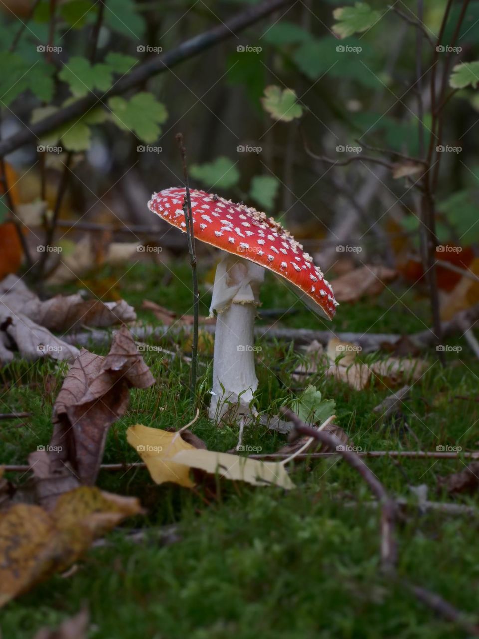 variegate foliage and oblique mushrooms