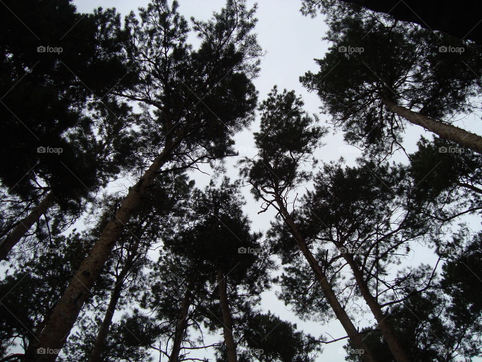Tall pines rise to the sky