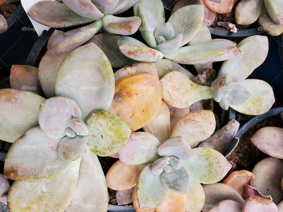 Pastel Succulents