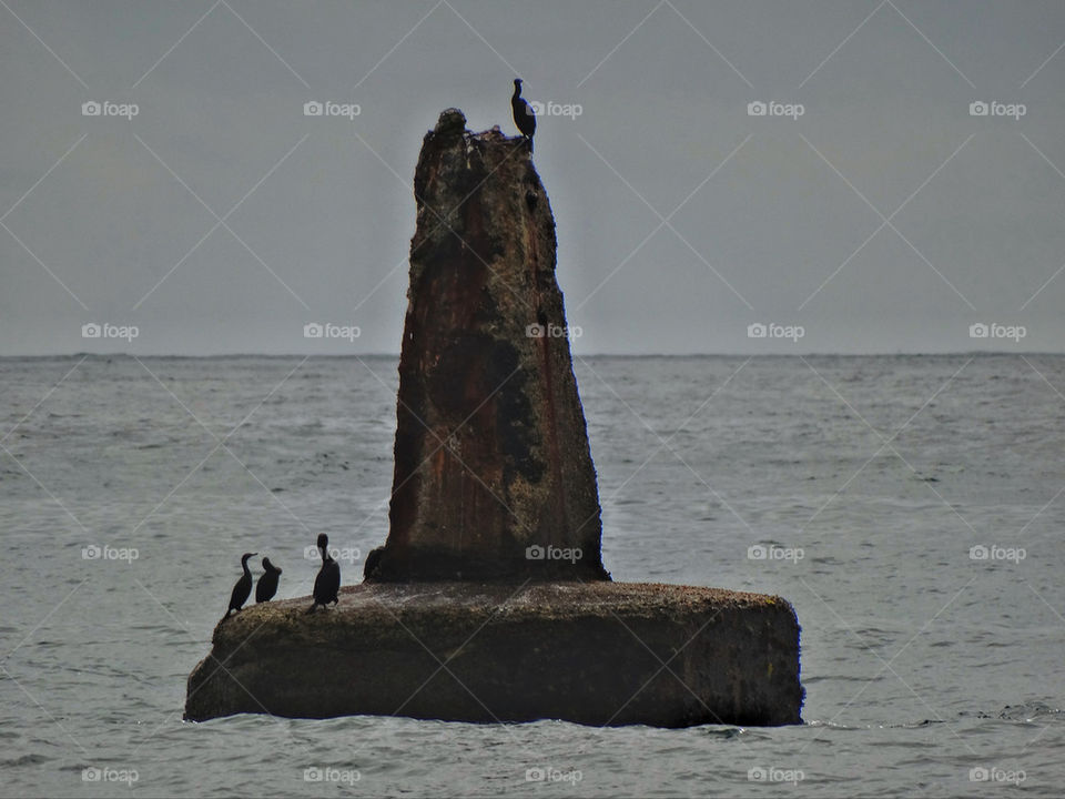 Seabirds resting on an old broken sea structure