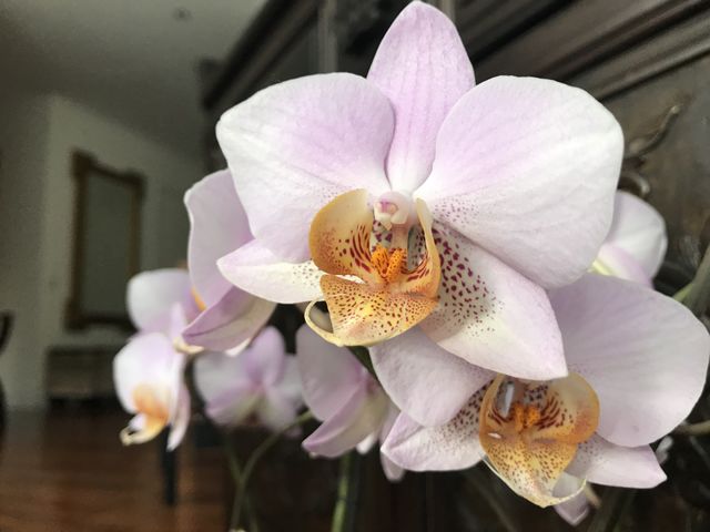 My blooming orchids 