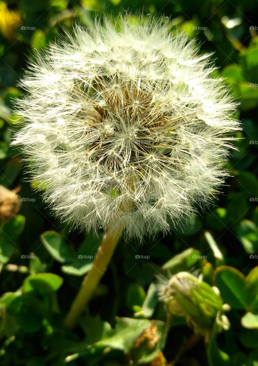 Dandy lion flower
