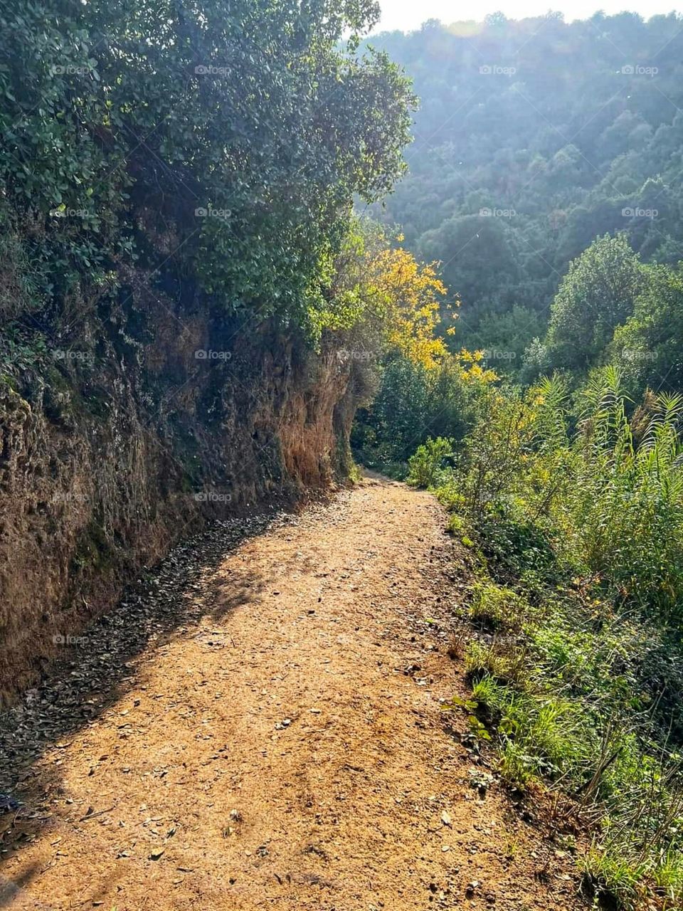 Nature in northern Palestine