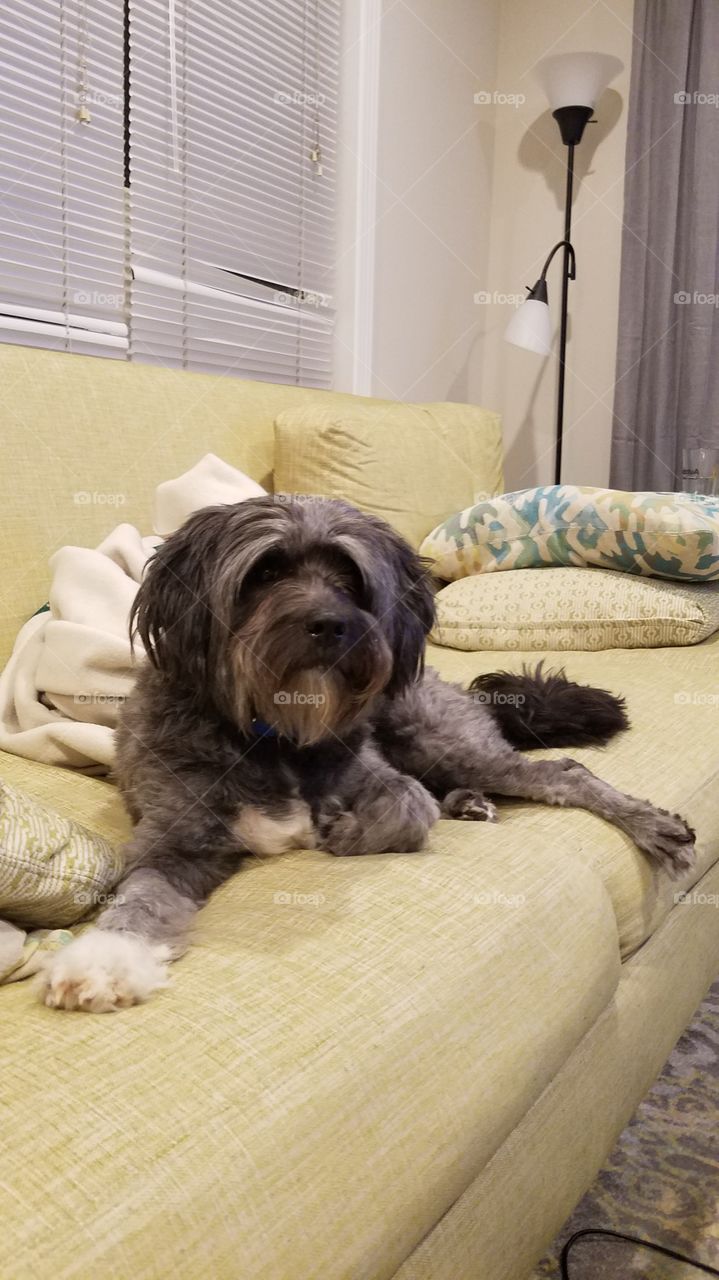 Tibetan terrier dog on sofa