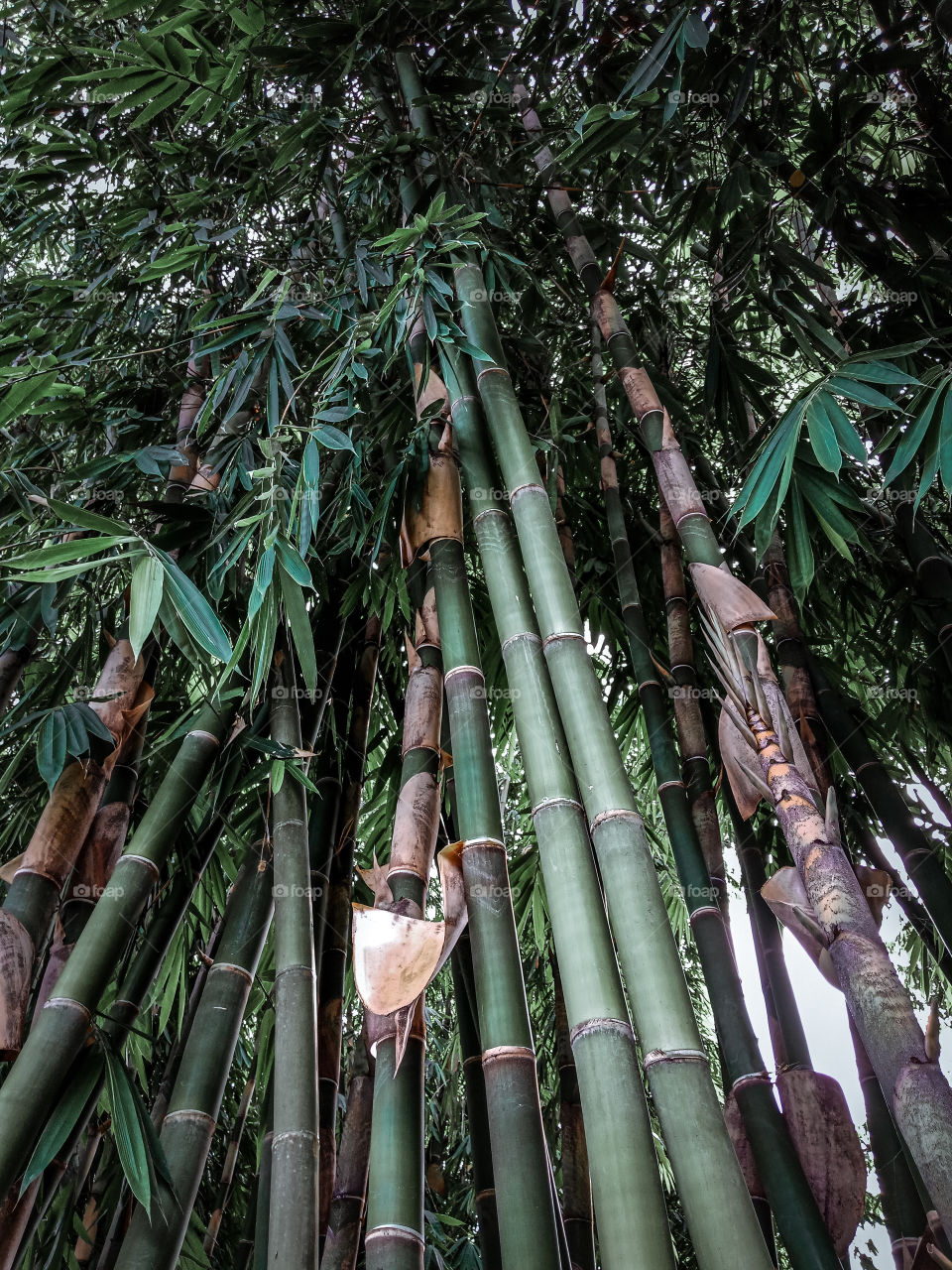 bamboo