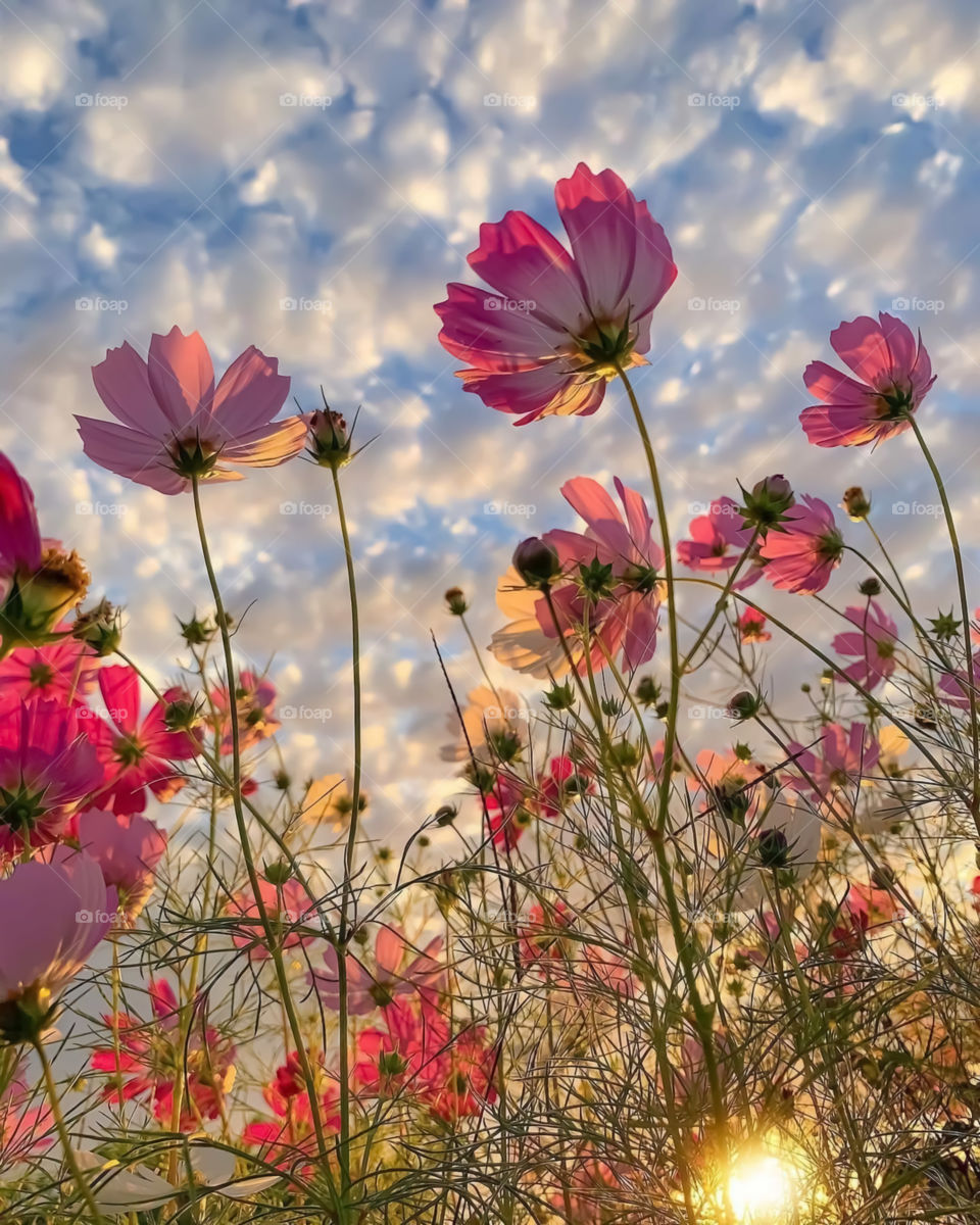 Photo Of Beautiful Flowers At Sunset In Japan