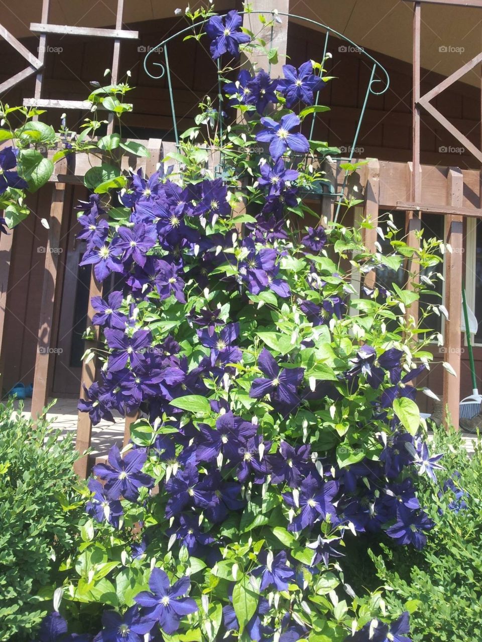Purple flowering clematis vine