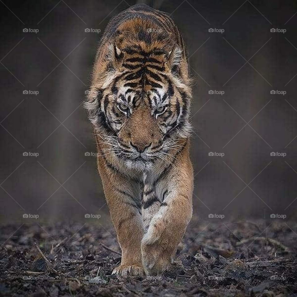 Think big like a tiger