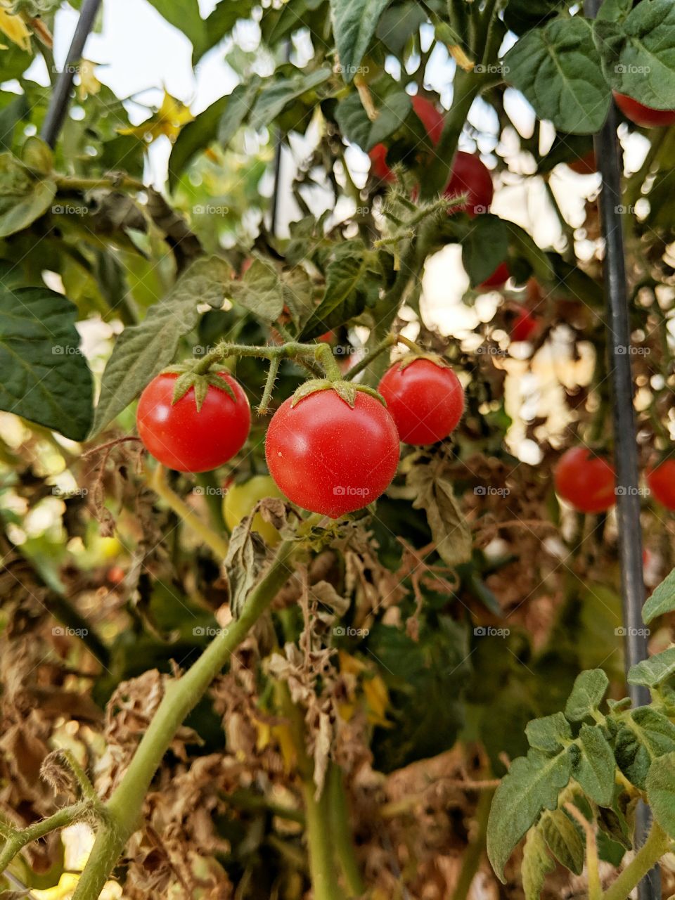 Tiny tomatoes