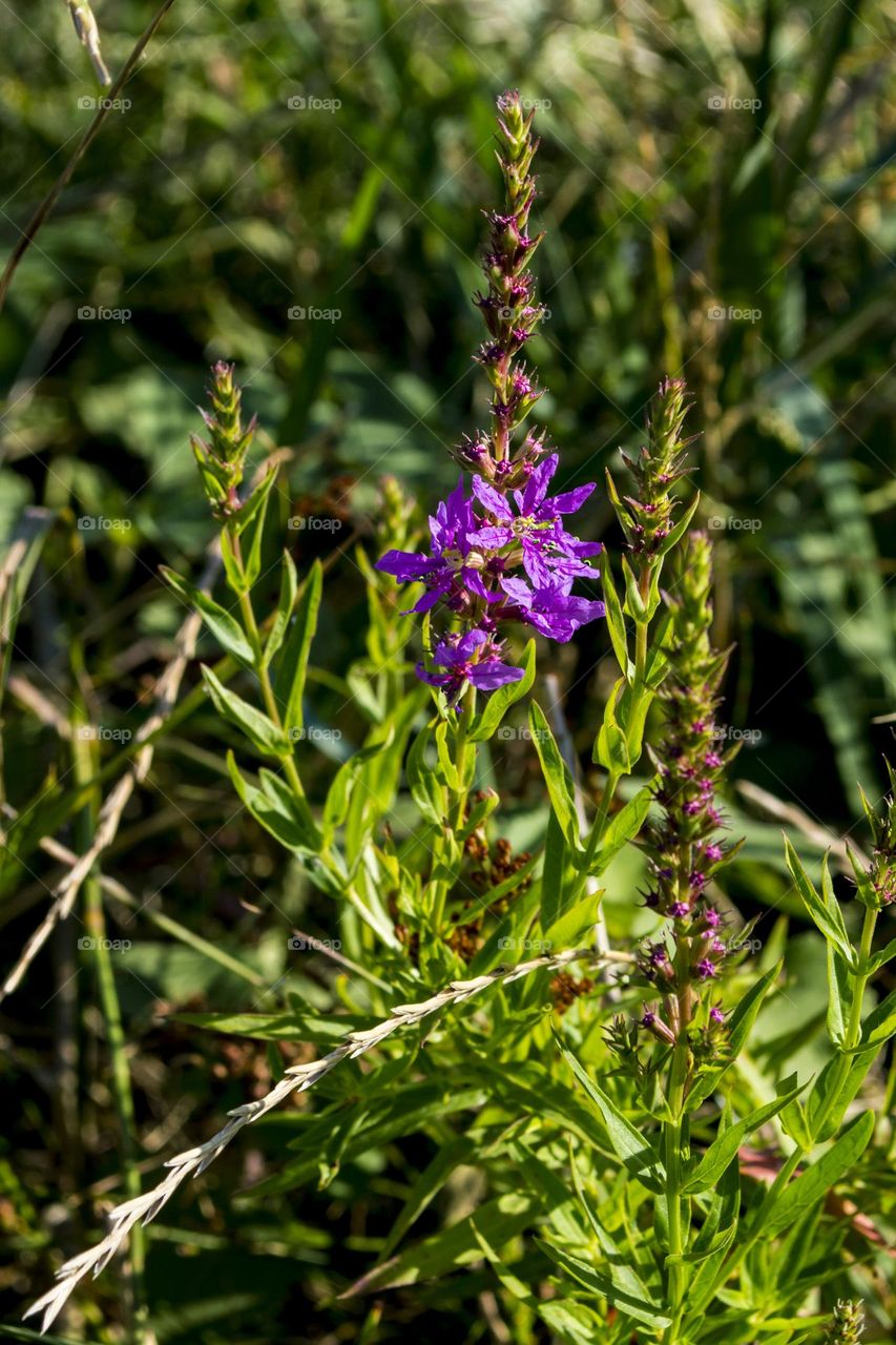 loosestrife loosestrife