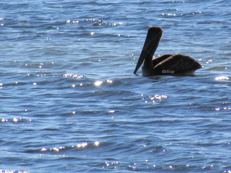 pelican in sparkly water