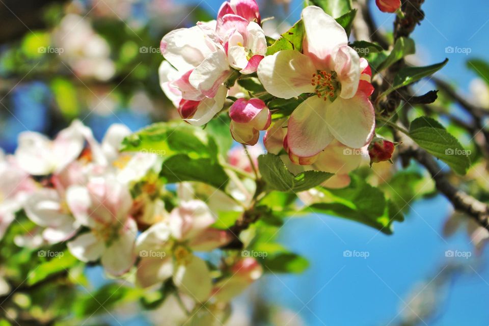 Apple flower 🤍