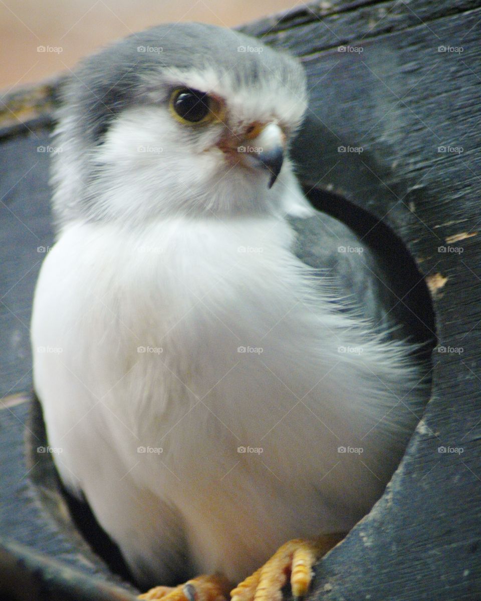 pigmy falcon