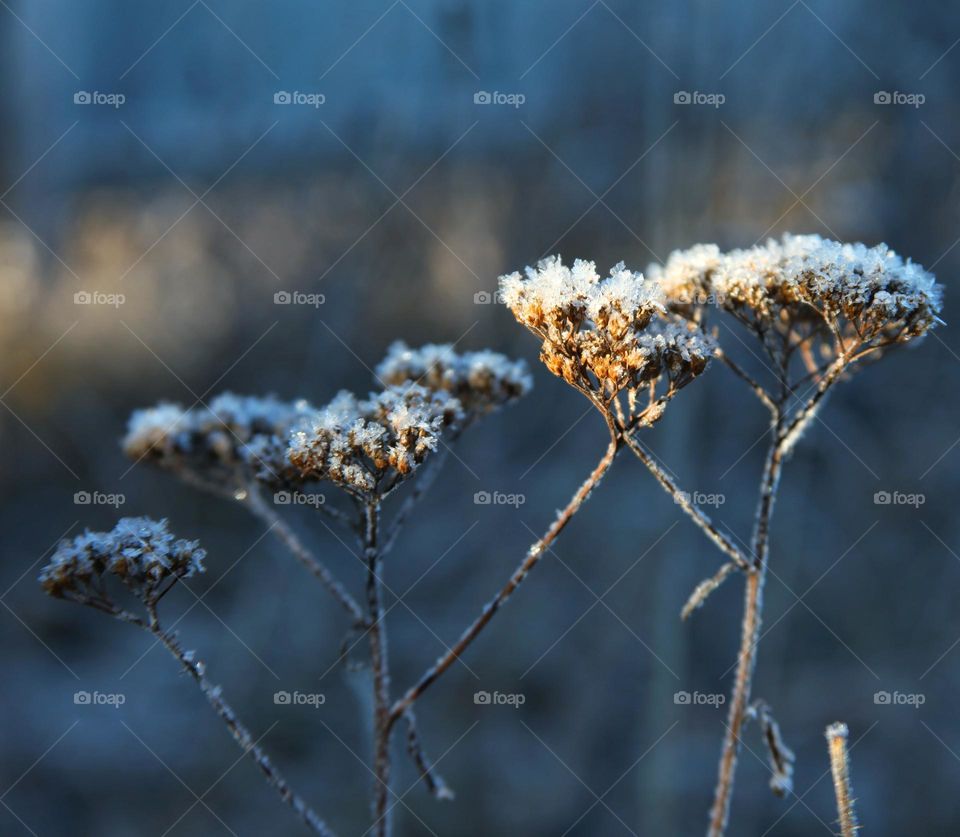 different types of bushes and grass covered with frosty icy needles in the first frost of November