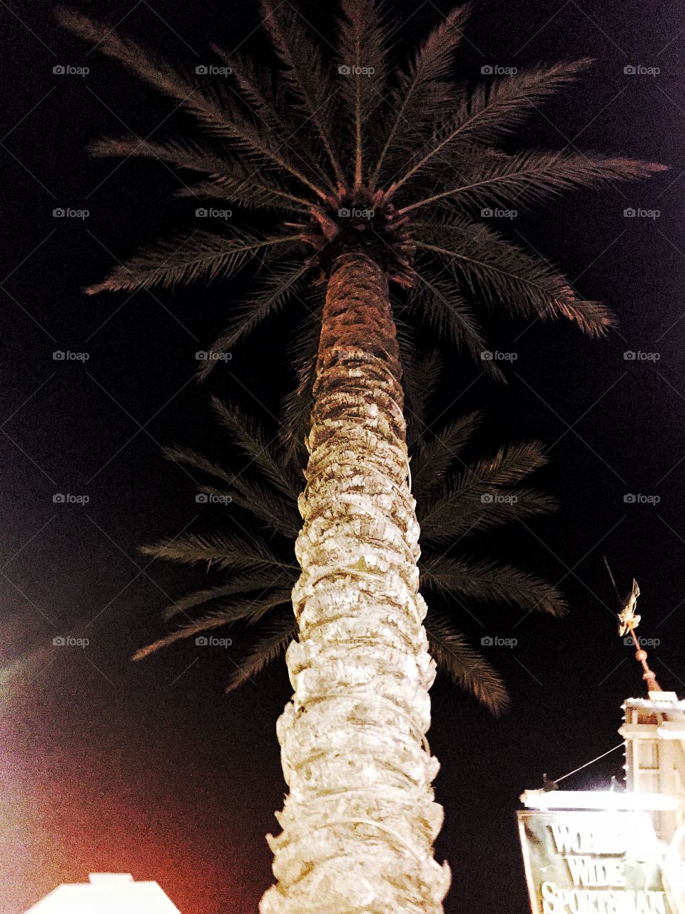 Palm so high. A palm tree in front of Bass Pro shop