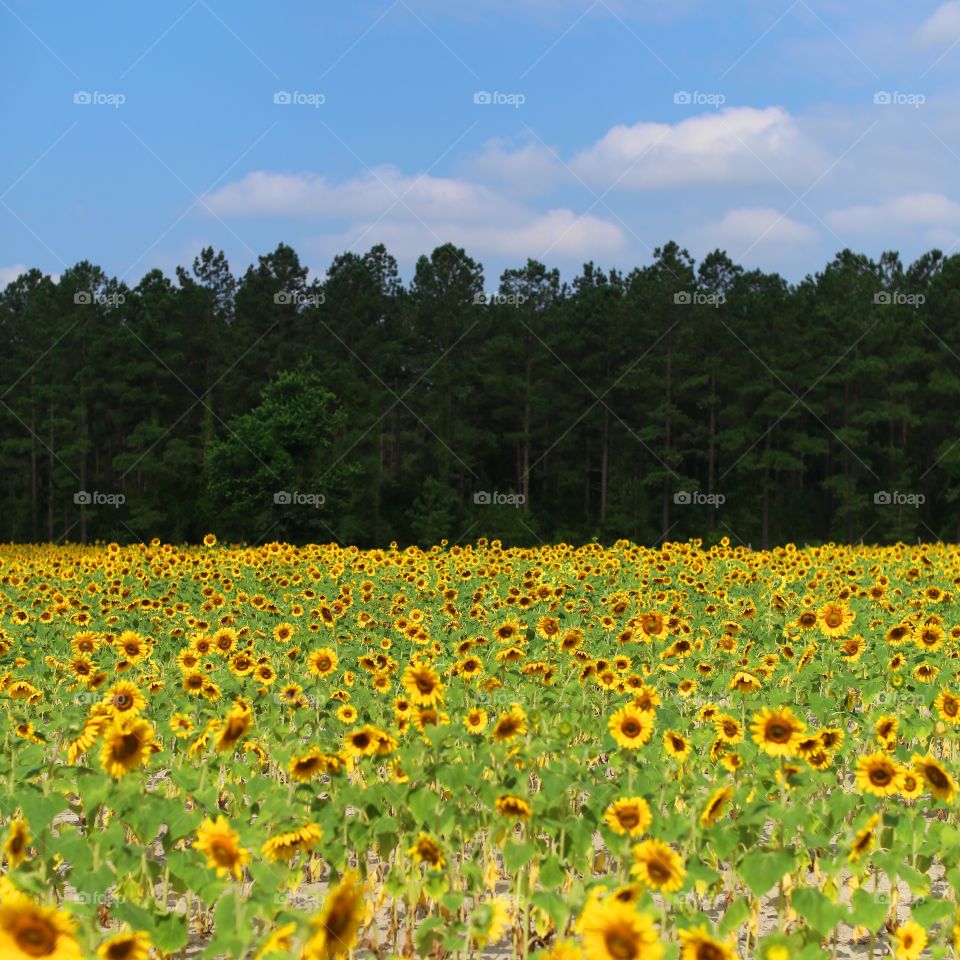 No Person, Agriculture, Flower, Growth, Landscape