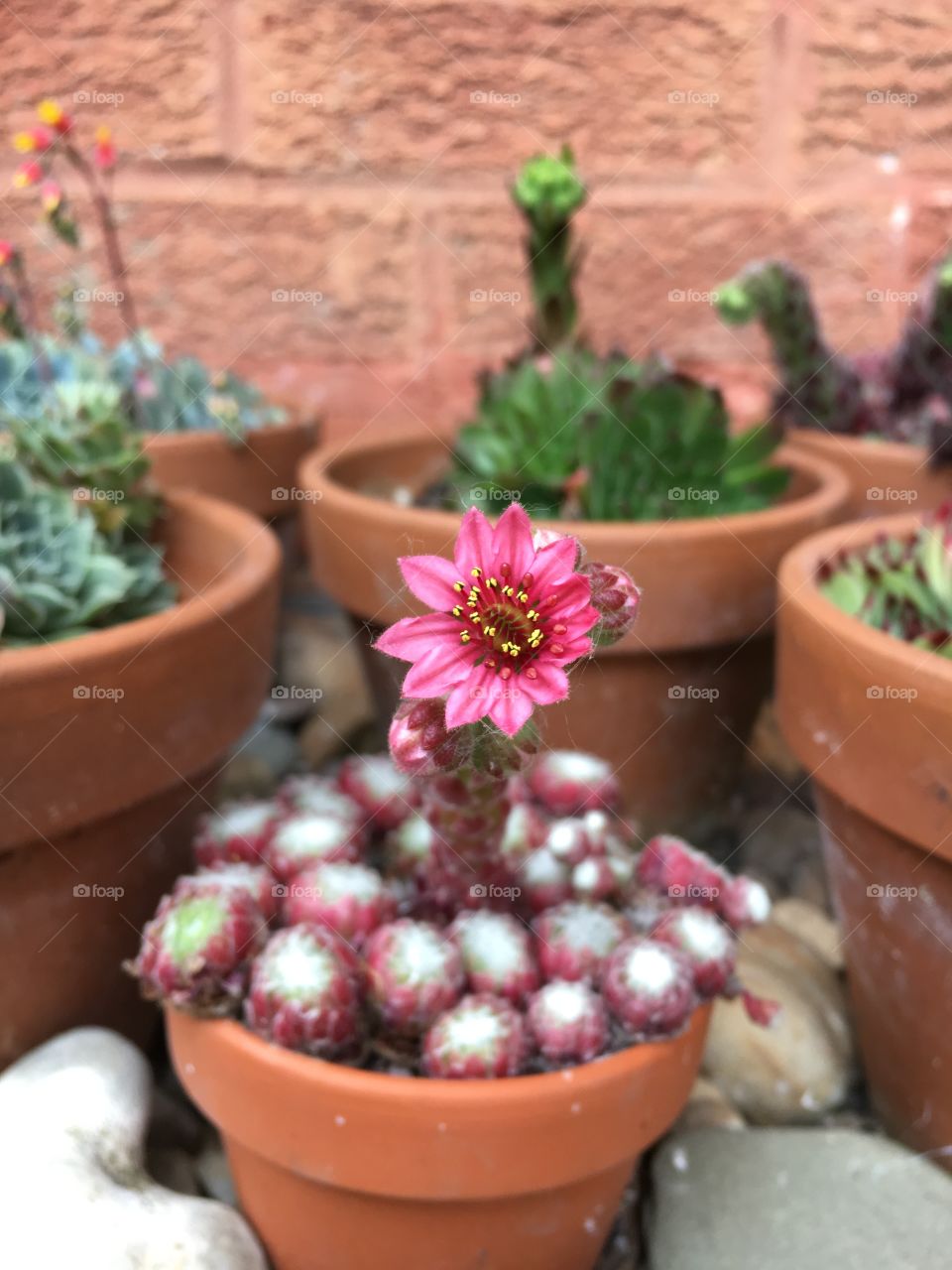 Pink alpine flower