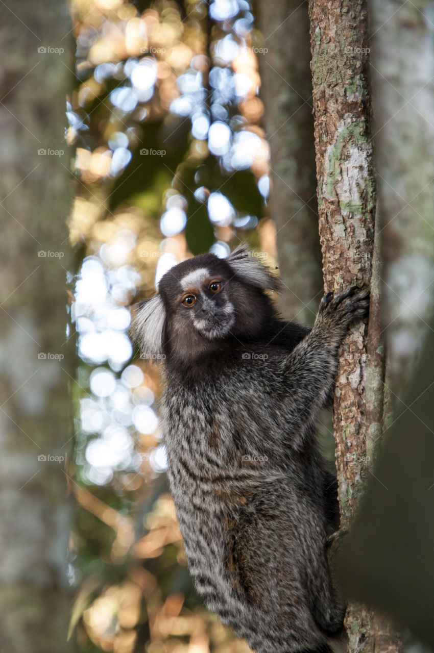 Tamarin