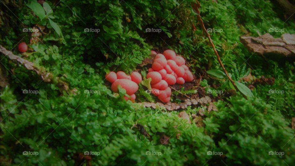 Bubblegum Mushrooms 