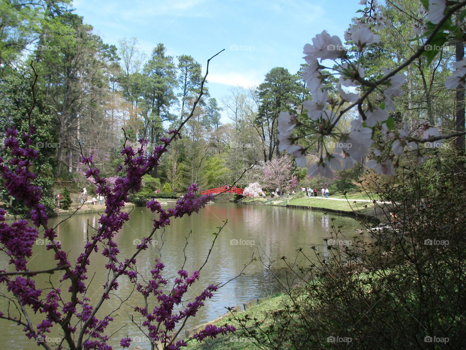 Springtime at Sarah P Duke Gardens in Durham, North Carolina 
