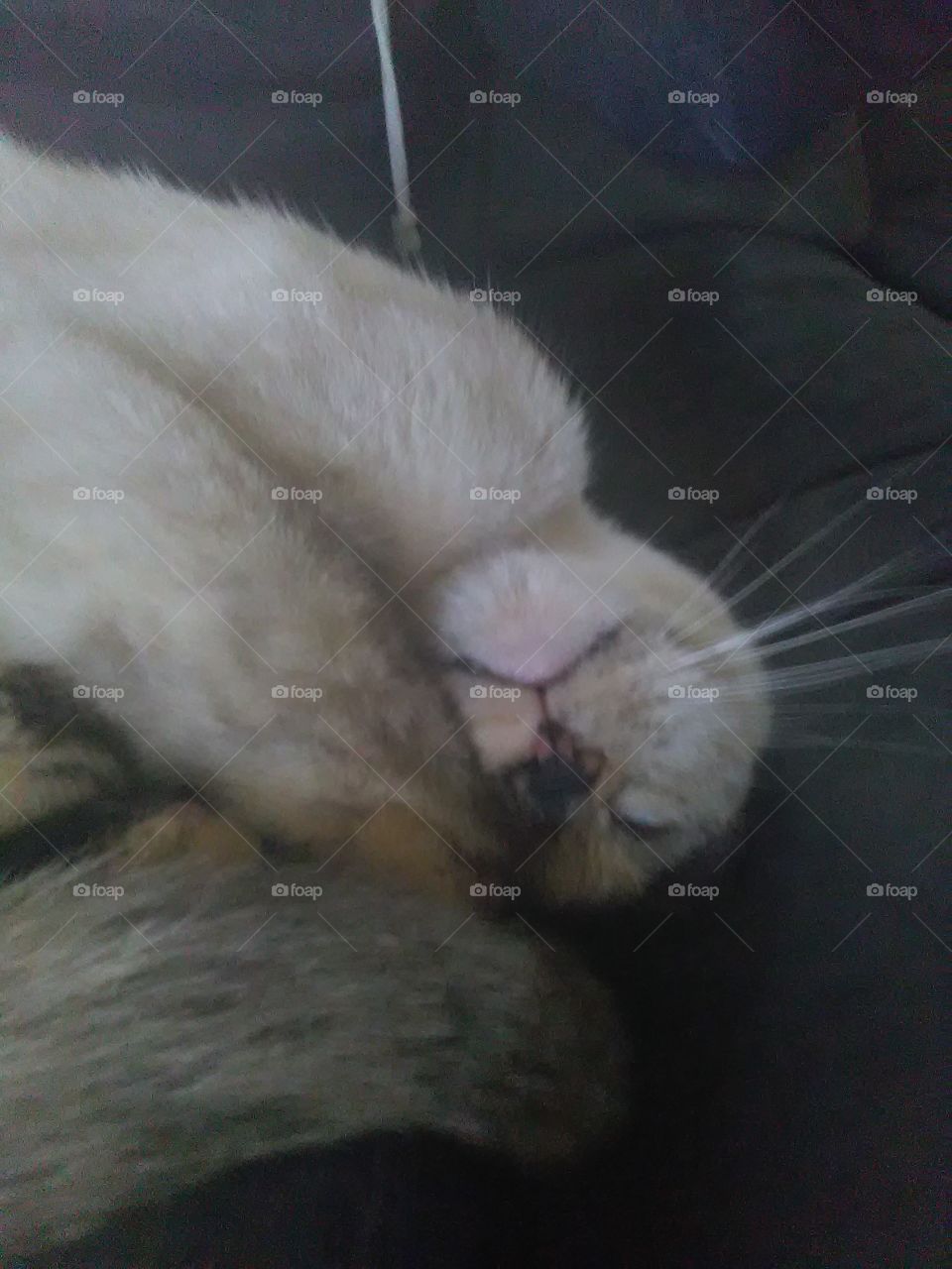 Siamese cat upside-down