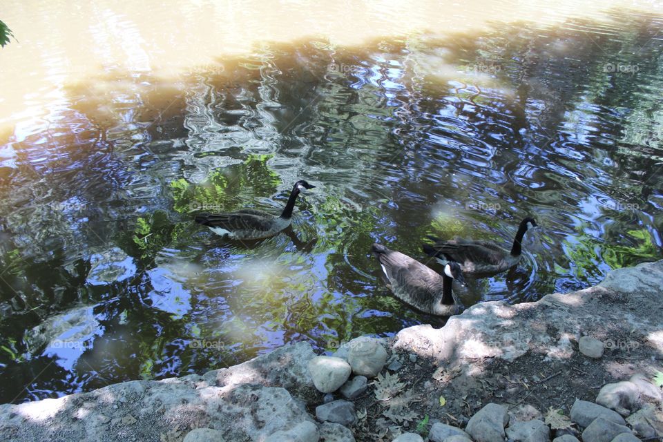 Geese in the pond