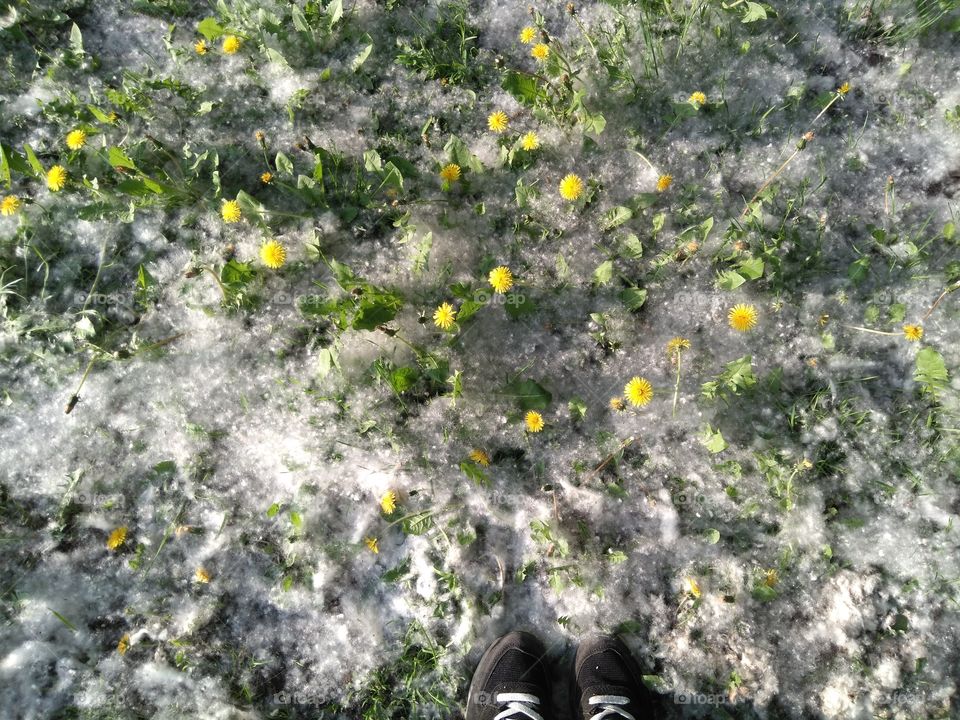 dandelions in the park weather summer time top view