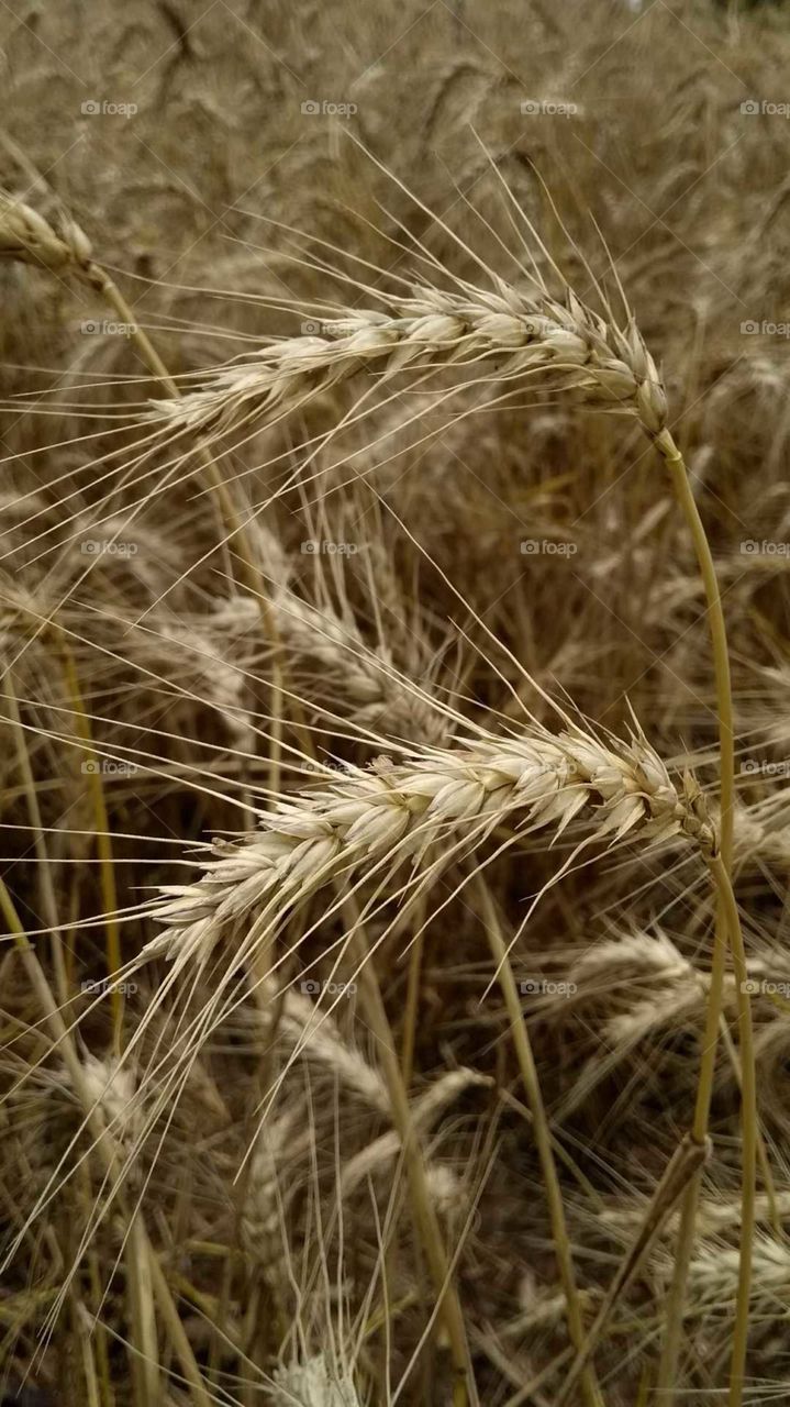 Plantação de trigo!
