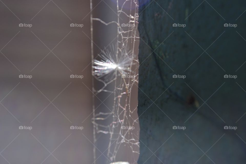 Closeup macro dandelion fluff seed caught spider web