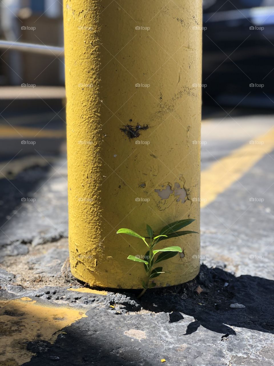 Life - tiny tree growing out of an asphalt parking lot
