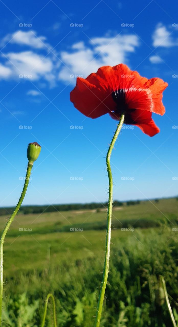 beauty of summer in each plant