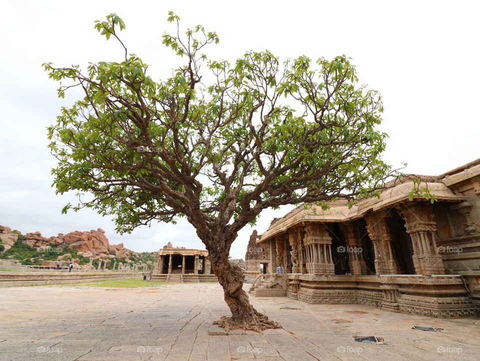 Tree, Travel, No Person, Architecture, Wood
