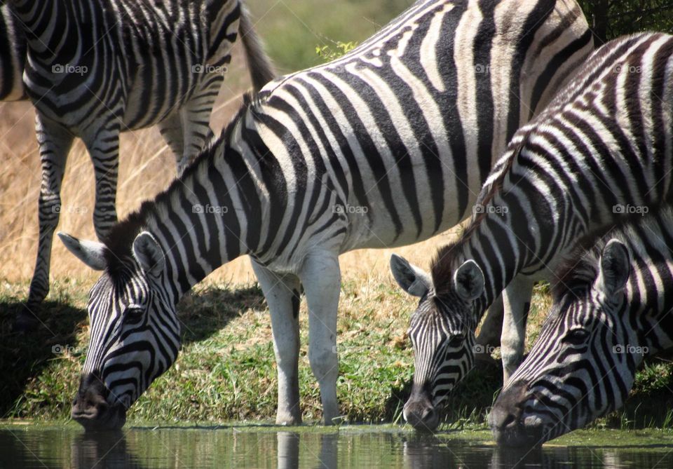 Zebras at the waterhole on a hot day.