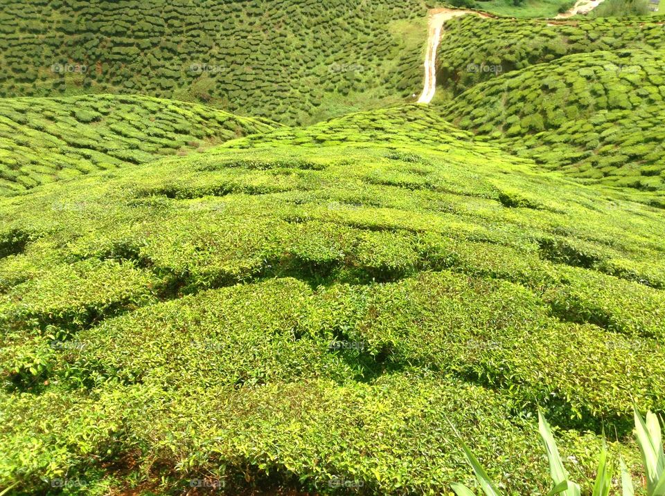 tea farm. this was taken in cameron highland in malaysia