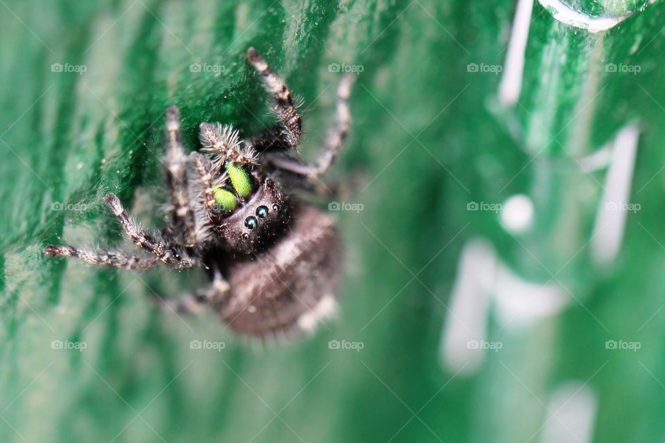 Jumping Spider. Jumping spider hanging out on a shed