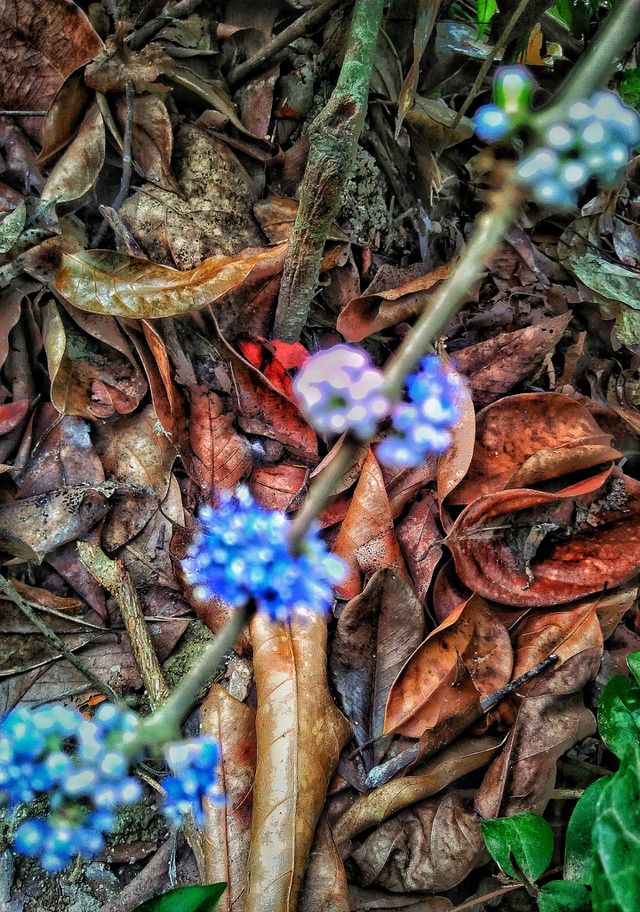 wild flowers