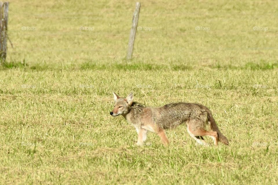 Coyote in a field 