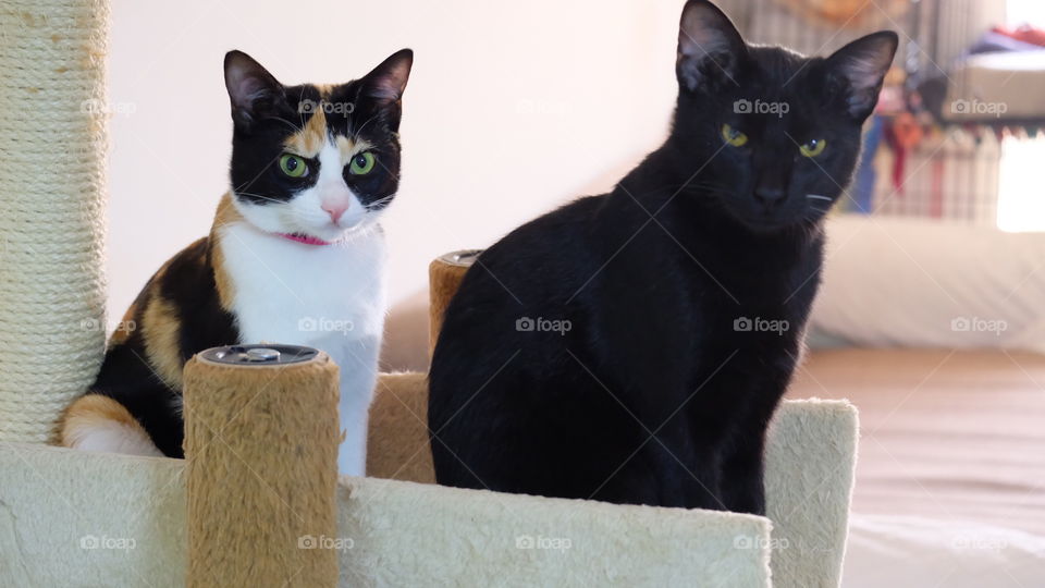 how about my cats for modelling?