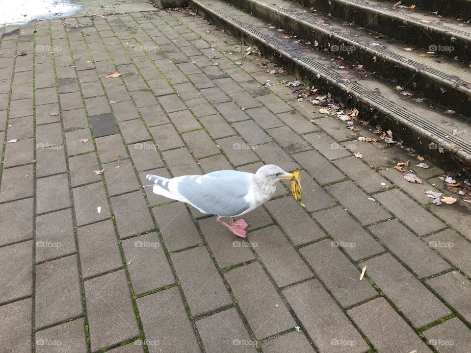 Seagull eating banana peel