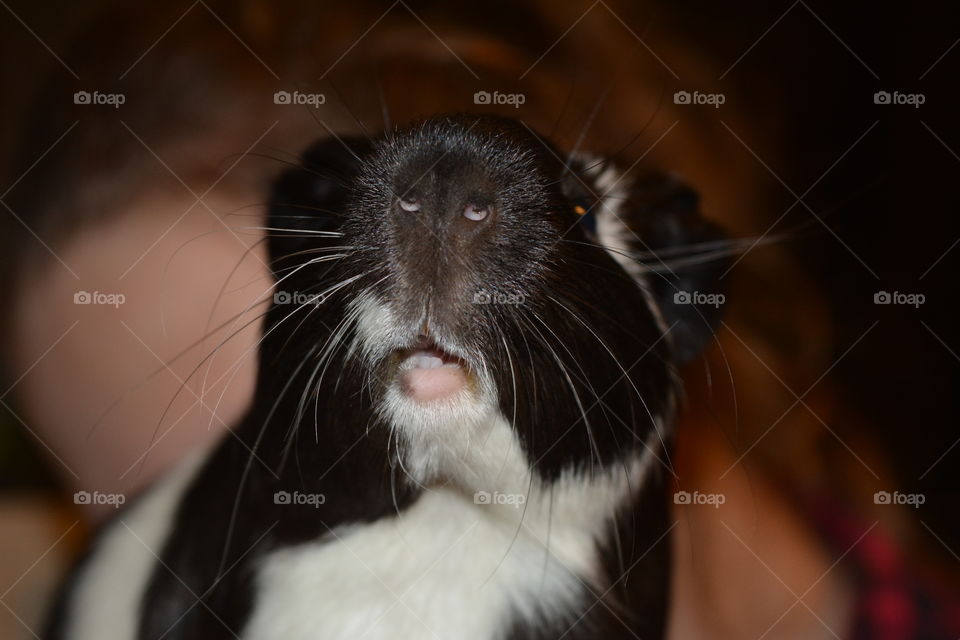 Guinea pig pet funny portrait and child