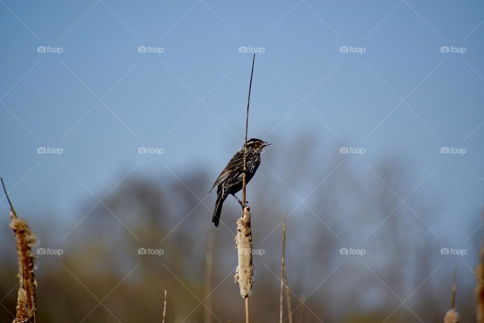 A bird perched in the wetlands
