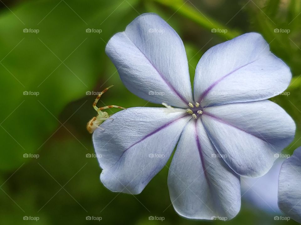 Plumbago flower with guest .... tiny green spider